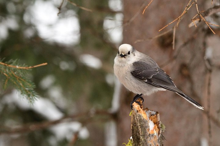 Private Yellowstone Wildlife Sightseeing Tour