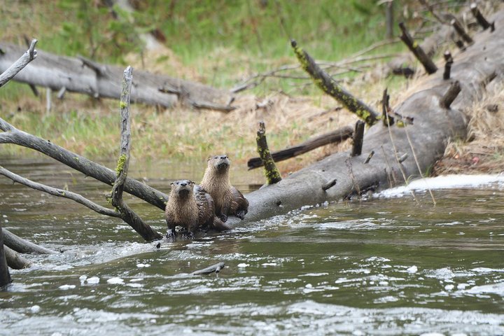 Private Yellowstone Wildlife Sightseeing Tour