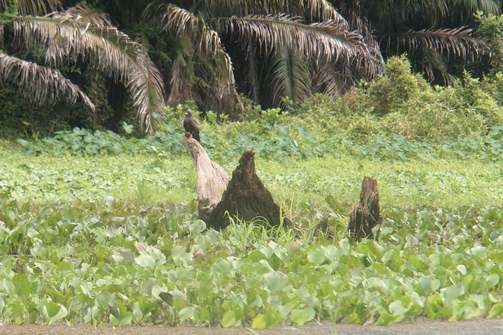 Kayaking tour in the Chagres River