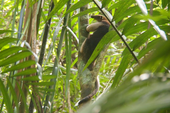 Soberania National Park Hike
