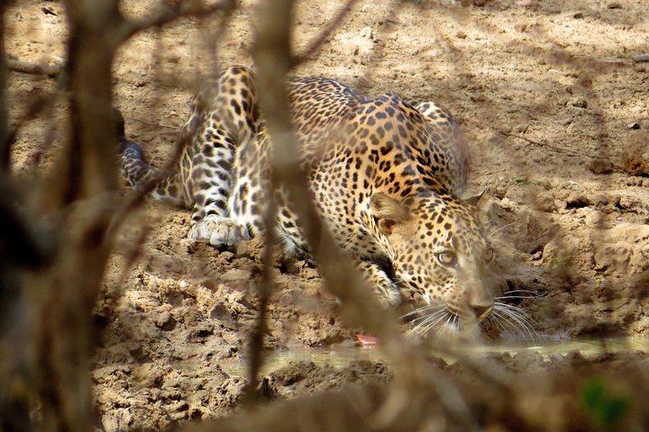 Yala National Park Safari from Ella