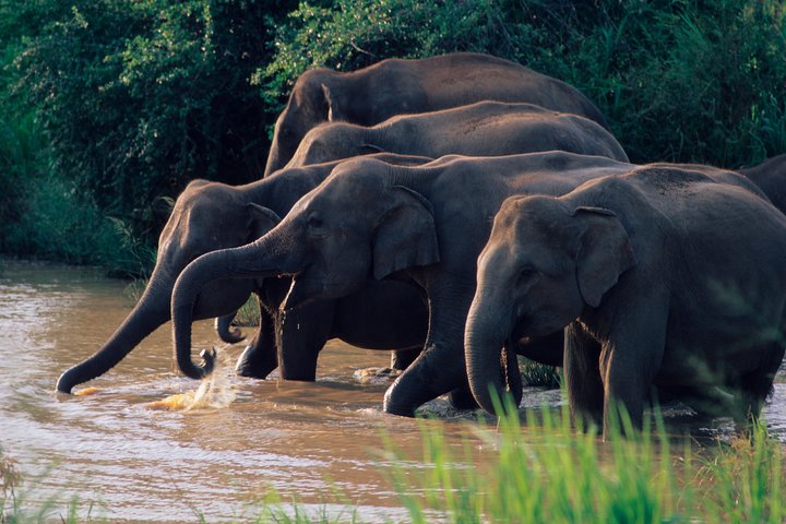 Wasgamuwa National Park Entrance Ticket with Private Safari