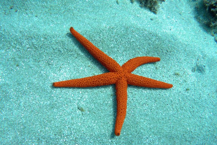 Family Kayak and Snorkel Tour in San Jose Cabo de Gata