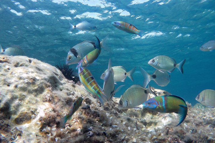 Family Kayak and Snorkel Tour in San Jose Cabo de Gata