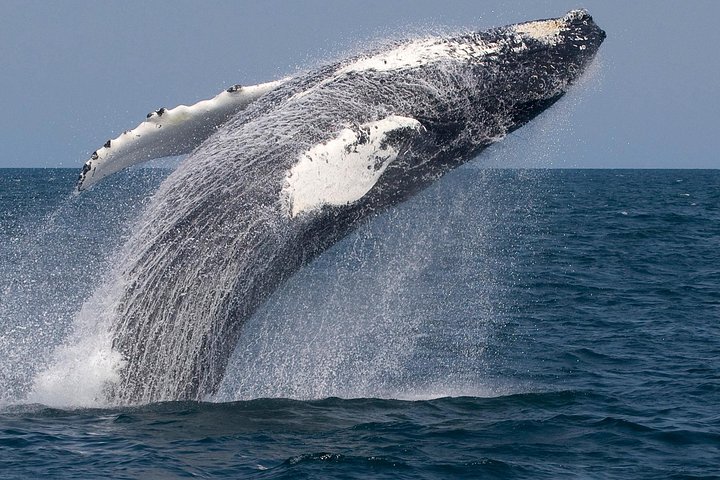 Whale Watching Trips to Stellwagen Bank Marine Sanctuary. Guaranteed sightings!