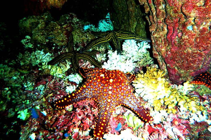 Premium Family Snorkeling Experience