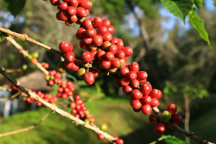 Flowers Route Tour-Colonial Towns, Handicraft & Coffee Plantation