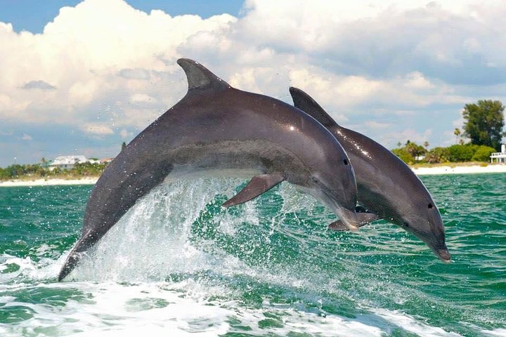 Little Toot Dolphin Adventure at Clearwater Beach