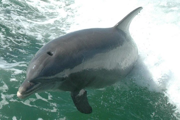 Little Toot Dolphin Adventure at Clearwater Beach