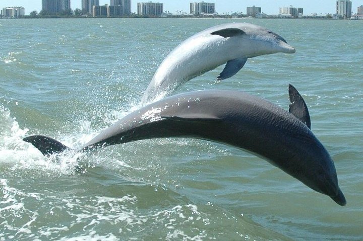 Little Toot Dolphin Adventure at Clearwater Beach