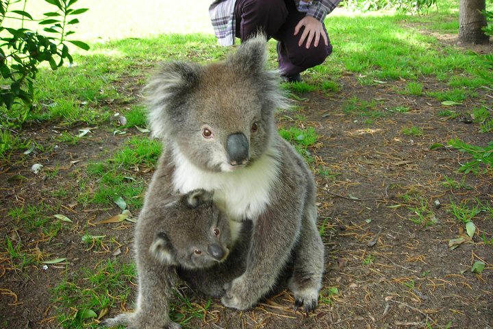3-Day Melbourne to Adelaide Tour Including the Great Ocean Road