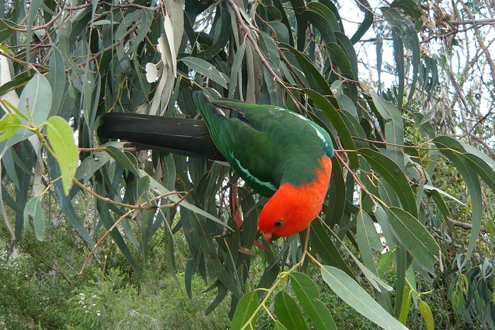 3-Day Great Ocean Road and Grampians Tour from Melbourne