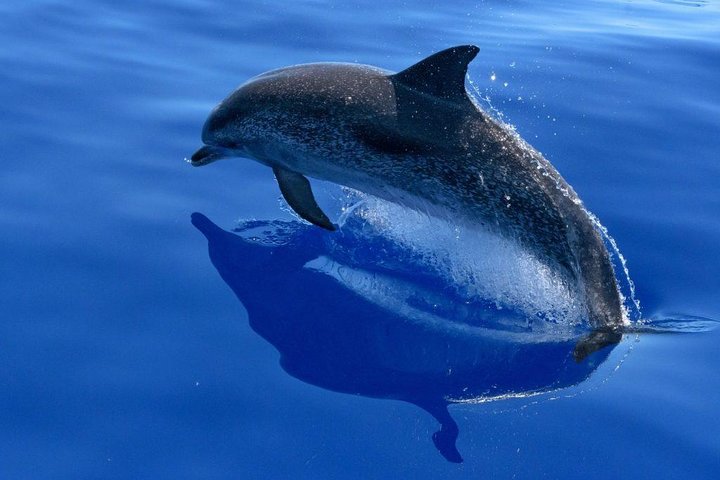 Catamaran Cruise to Ile Aux Bénitiers: Dolphin watch, Crystal Rock & Transfer