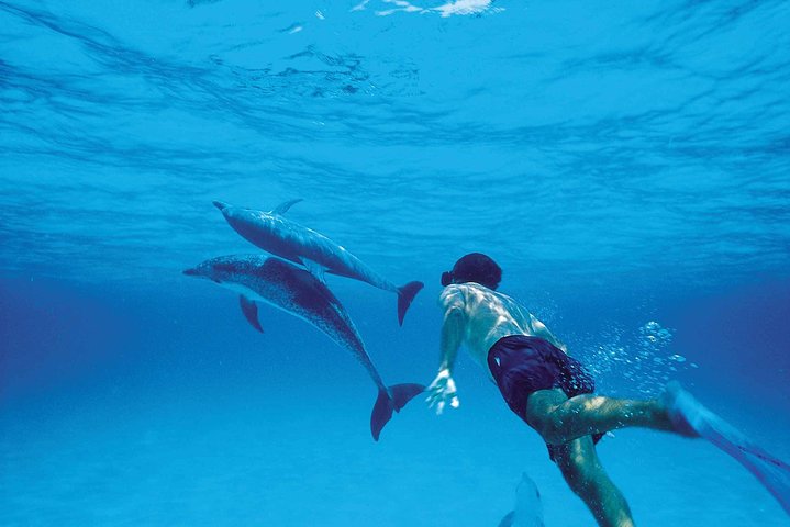 Catamaran Cruise to Ile Aux Bénitiers: Dolphin watch, Crystal Rock & Transfer