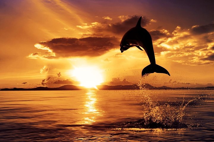 Catamaran Cruise to Ile Aux Bénitiers: Dolphin watch, Crystal Rock & Transfer