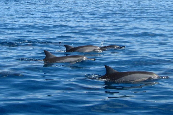 Catamaran Cruise to Ile Aux Bénitiers: Dolphin watch, Crystal Rock & Transfer