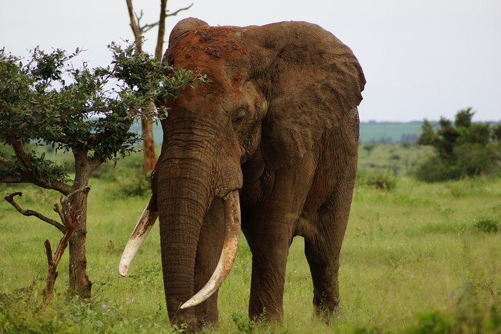 Kruger Park 1-day Safari from Maputo (Open-backed Safari Vehicle)
