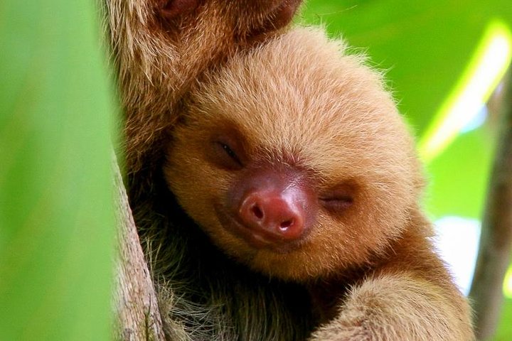 Manuel Antonio Park Nature Guided Tour with a Nature Specialist