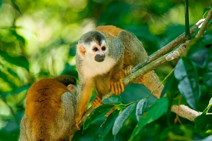 Manuel Antonio Park Nature Guided Tour with a Nature Specialist