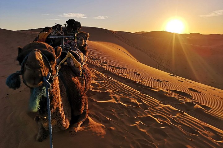 1 Night All inclusive Camel Ride & Desert Camp
