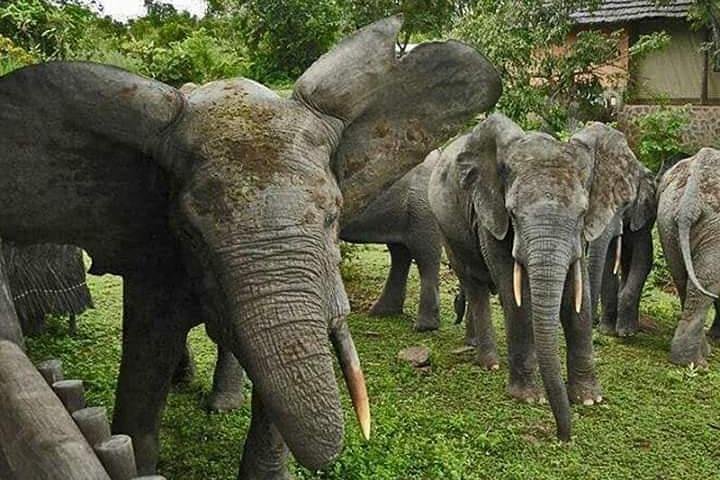 4 Days Skyway Safari to Mole National Park