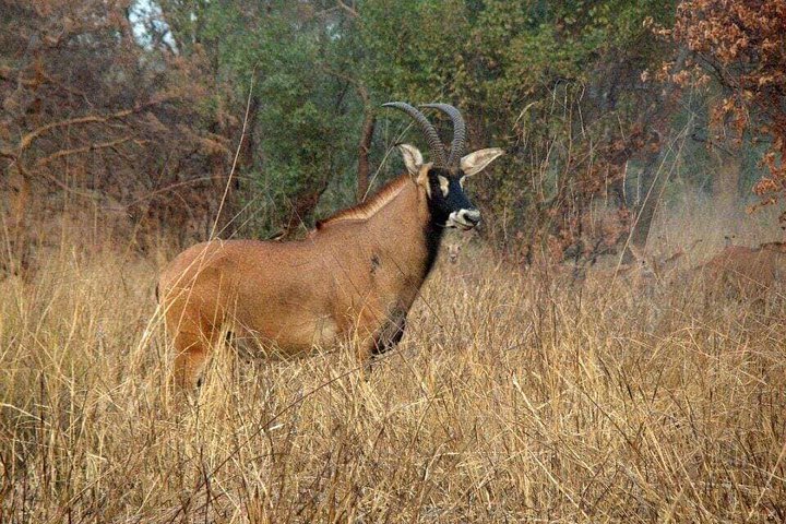 4 Days Skyway Safari to Mole National Park