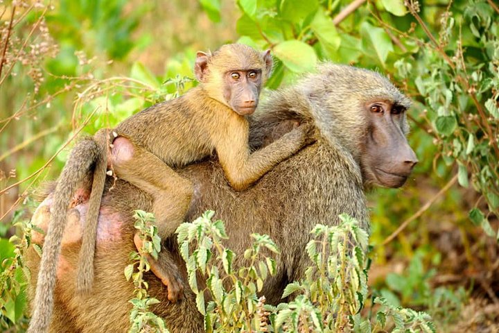 4 Days Skyway Safari to Mole National Park