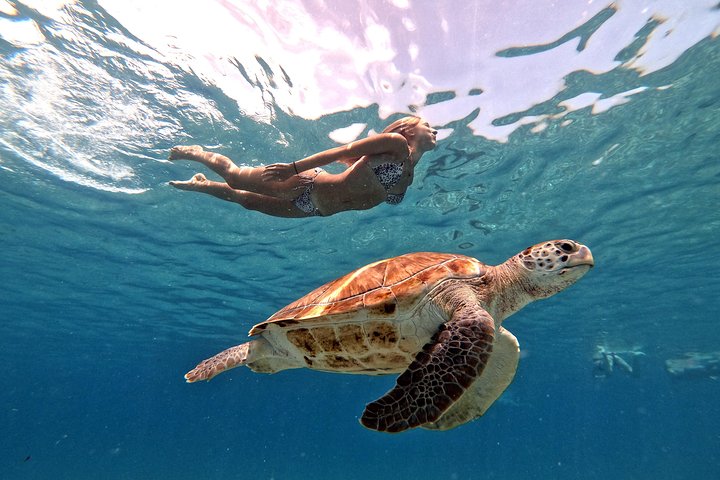 Unforgettable Sea Turtle Swim & Grote Knip Beach Escape