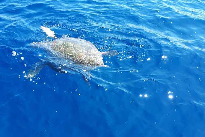 Luxury Blue Cave, Hvar and Vis Boat Tour from Split and Brac