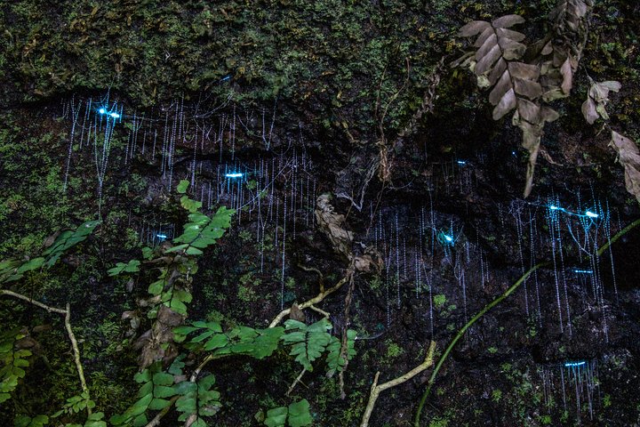Evening Rainforest & Glow Worm Tour from Gold Coast