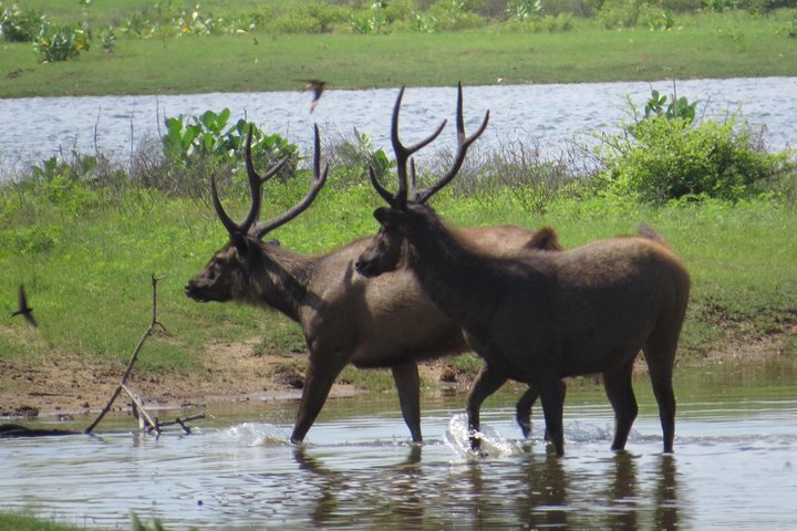 Yala National Park Safari from Ella