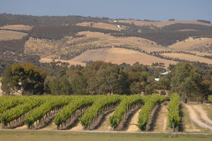 McLaren Vale Wine Tasting, Sights & Glenelg (half-day Afternoon)