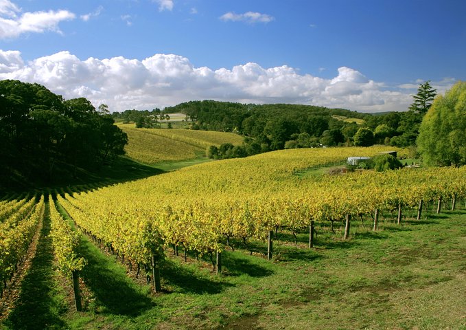 McLaren Vale Wine Tasting, Sights & Glenelg (half-day Afternoon)
