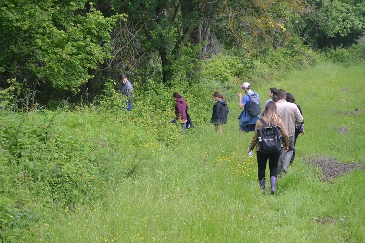 Truffle Hunting Experience with Lunch in San Miniato