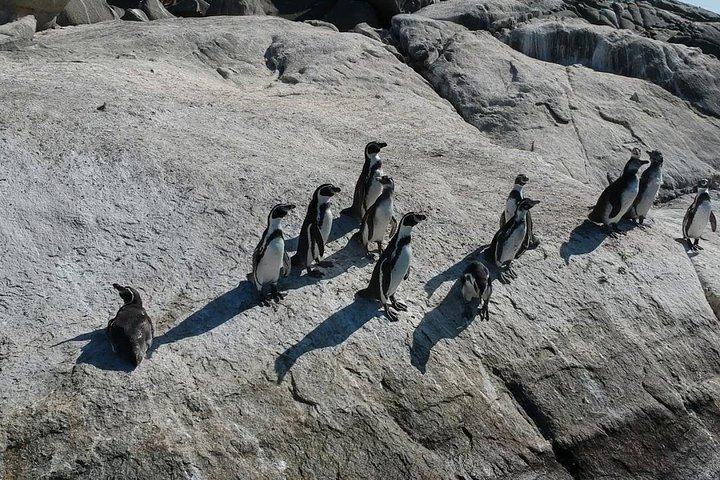 Private boat trip to see penguins from Valparaíso Cachagua Island