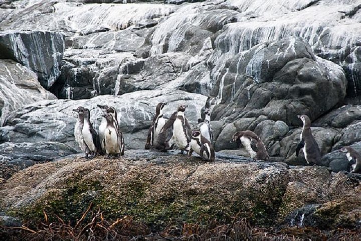 Private boat trip to see penguins from Valparaíso Cachagua Island
