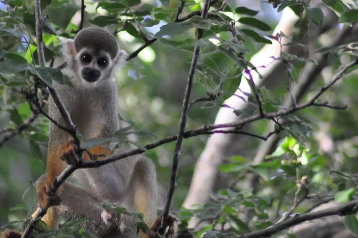Regional Cruise in the Amazon