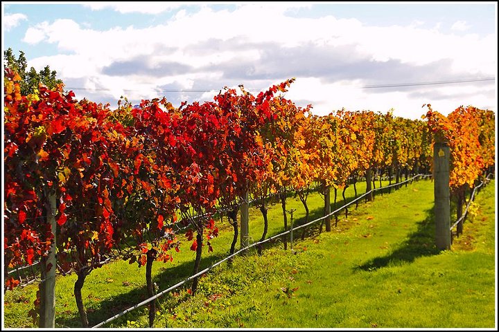 Cruise ship: Napier Art Deco-Premium Wineries +Beer, Cider tour