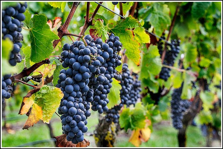 Cruise ship: Napier Art Deco-Premium Wineries +Beer, Cider tour