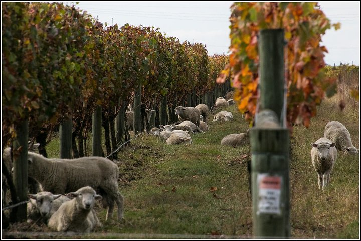 Premium 4 -Best Wineries Napier Hawke's Bay Tour, 5.5h - 6Hours