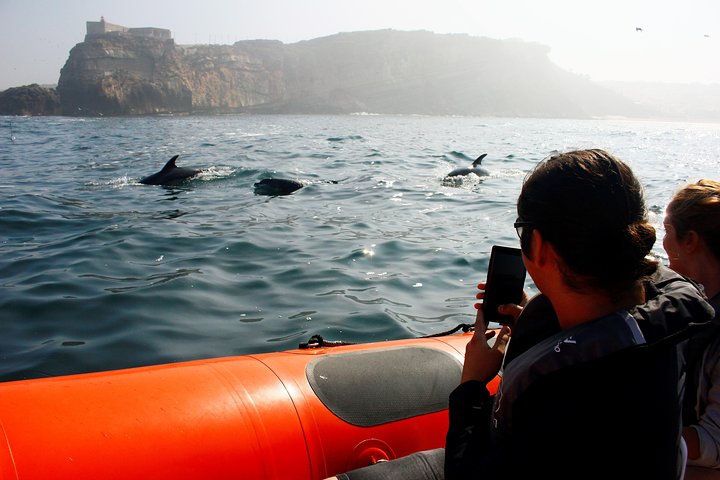 Observation of dolphins
