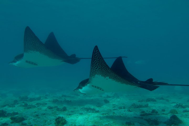 Day tour to Pinzón Island and La Fé/Palmitas Bay with snorkeling and fishing