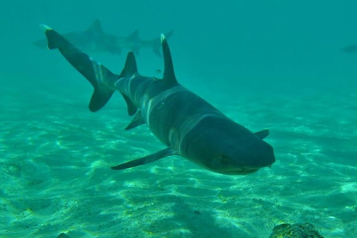 Day tour to Pinzón Island and La Fé/Palmitas Bay with snorkeling and fishing