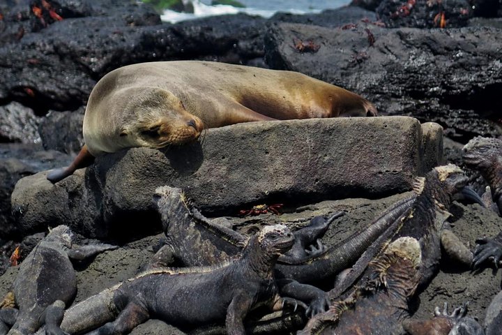 Day tour to Pinzón Island and La Fé/Palmitas Bay with snorkeling and fishing