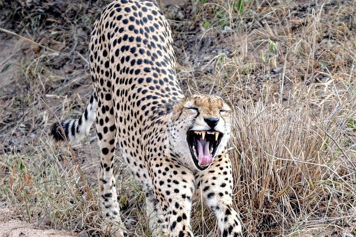 Kruger Park Safari: Guided Day Tour from Nelspruit