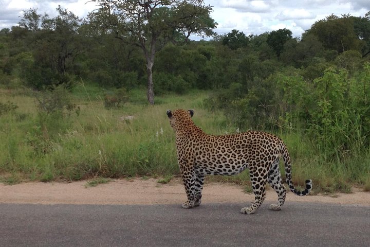Kruger Park Safari: Guided Day Tour from Nelspruit