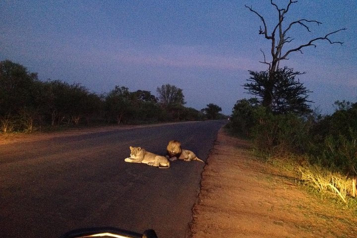 Kruger Park Safari: Guided Day Tour from Nelspruit