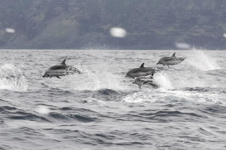 Watching whales and dolphins on Terceira Island