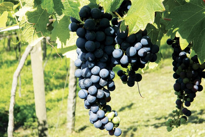 Jolimont Winery Tour - Visitation and Tasting - Canela RS