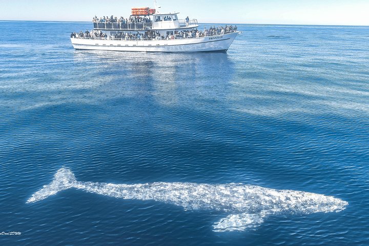 San Diego Whale Watching & Dolphin Cruise